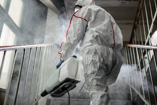 Best Black Mold Removal  in Al Creek, CO